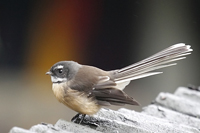 Rhipidura fuliginosa